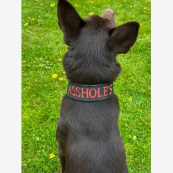  Broderi p� webbing (l�der/webbing halsb�nd)
